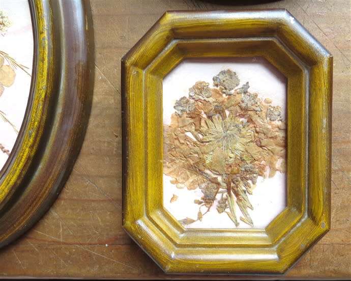 Pressed flowers framed with glass Collection - All for 1 Bid