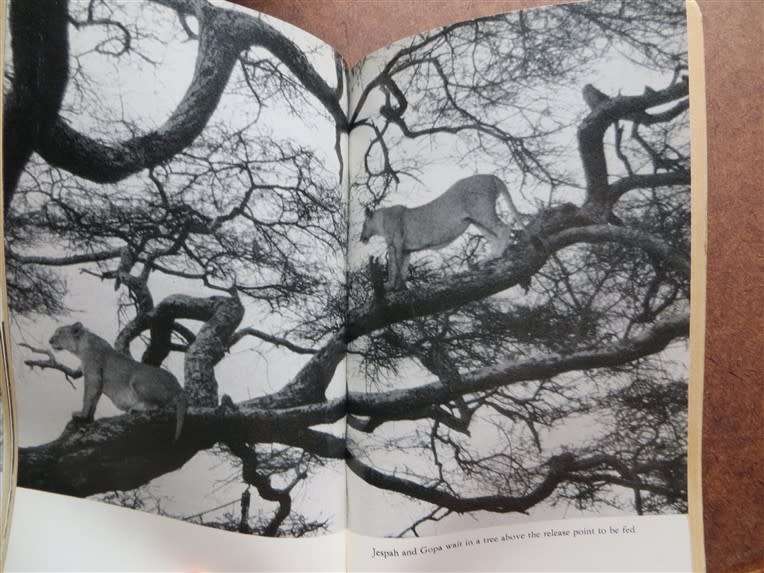 Forever Free - Elsa`s Pride - Joy Adamson