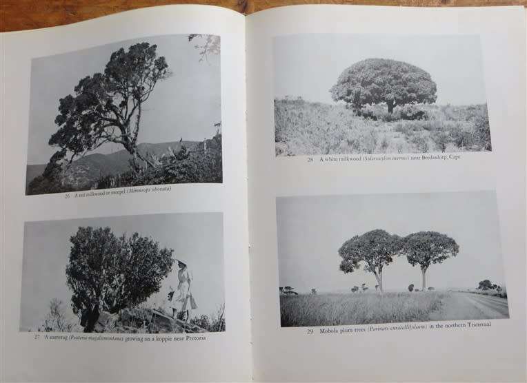 TREES OF SOUTH AFRICA - Palmer & Pitman VOL.1 1961