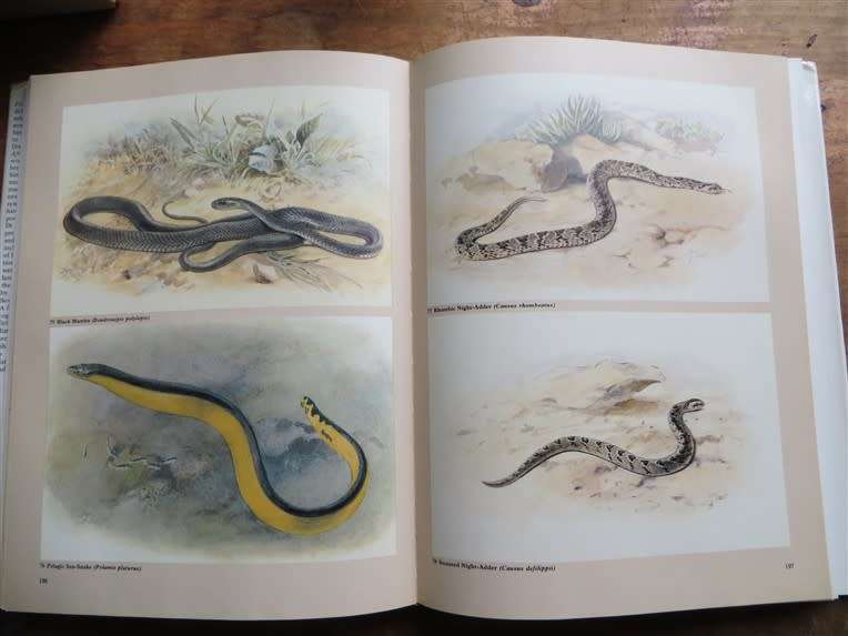 Hardcover Fitzsimons Snakes of Southern Africa D.G Broadley 1983