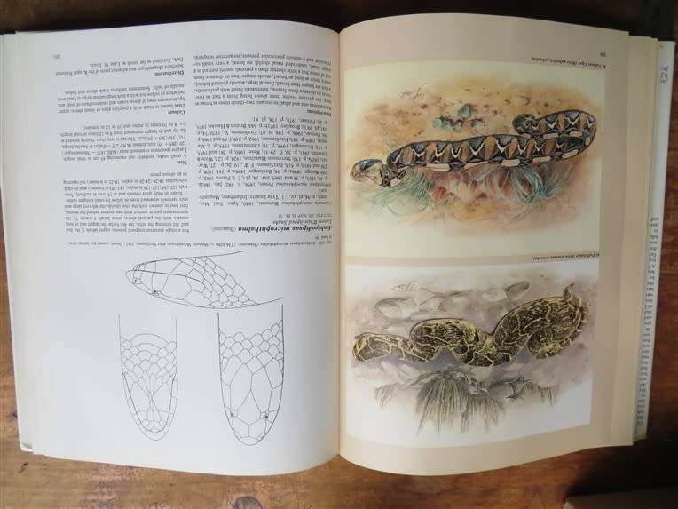 Hardcover Fitzsimons Snakes of Southern Africa D.G Broadley 1983