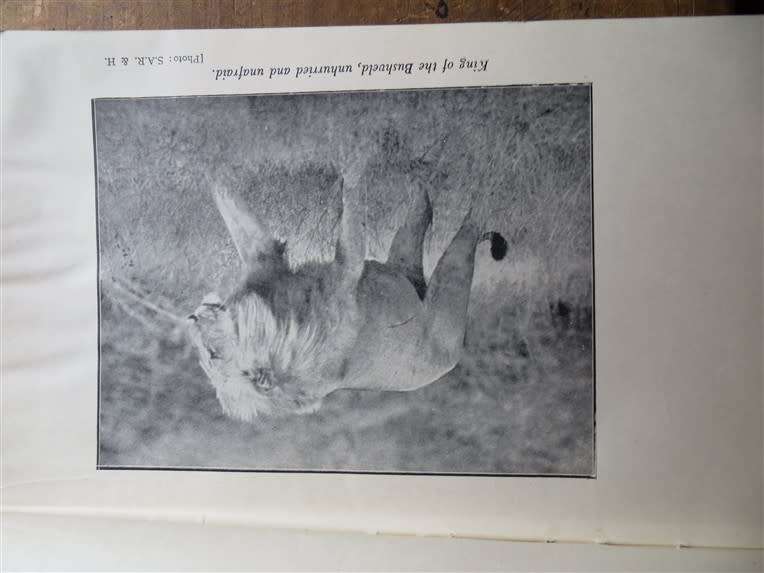 1951 Call of the Bushveld - A.C White