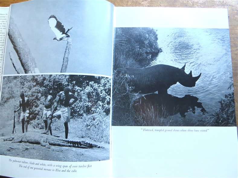 1961 Living Free - Joy Adamson - The Story of Elsa & Her Cubs