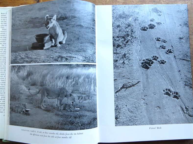 1961 Living Free - Joy Adamson - The Story of Elsa & Her Cubs