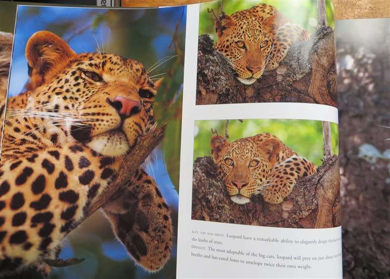 Wild Kruger - Bailey & Young - Excellent Photographs