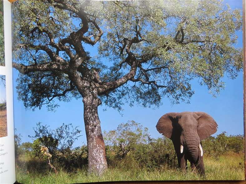 Wild Kruger - Bailey & Young - Excellent Photographs