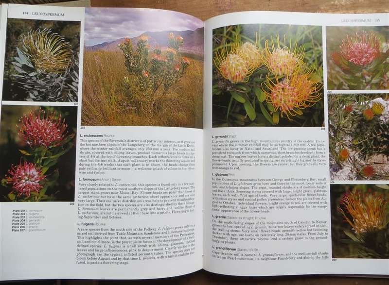 South Africa`s Proteaceae - Marie Vogts First Edition