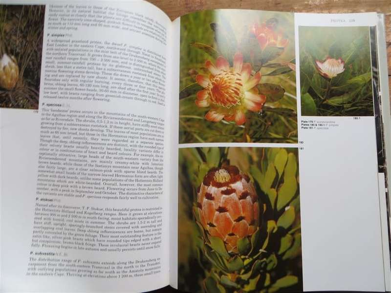 South Africa`s Proteaceae - Marie Vogts First Edition