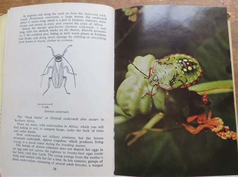 The Insects of Southern Africa - Margaret Bevis 1964