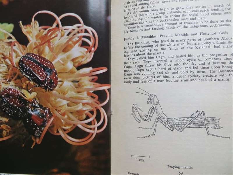 The Insects of Southern Africa - Margaret Bevis 1964