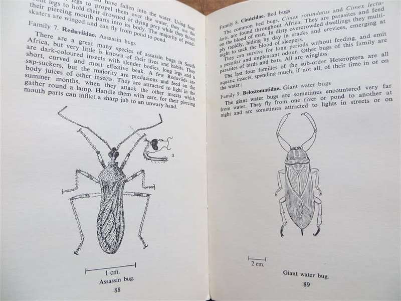 The Insects of Southern Africa - Margaret Bevis 1964