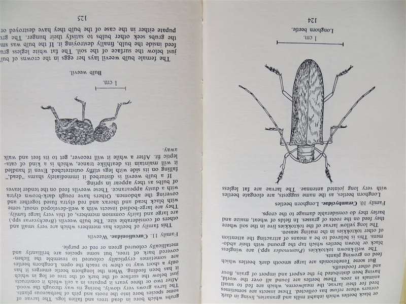 The Insects of Southern Africa - Margaret Bevis 1964
