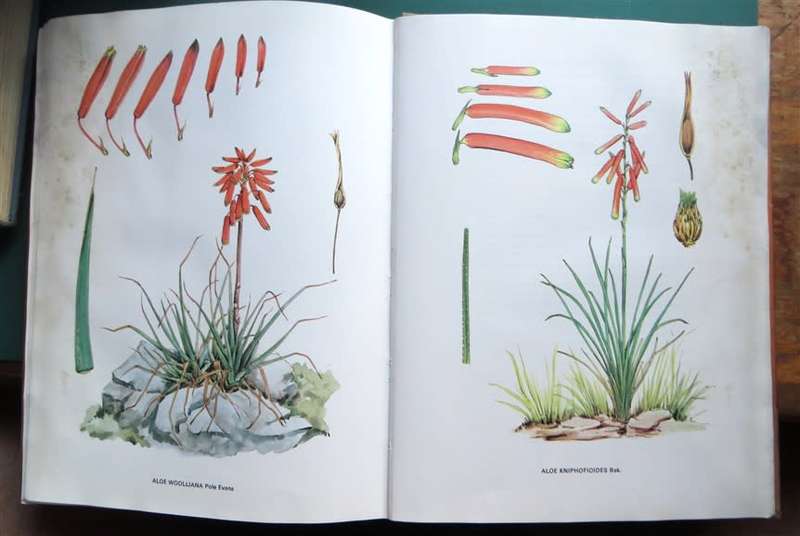 Suid Afrikaanse Alwyne - Barbara Jeppe - Water Damage
