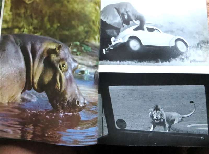 Rhinos belong to Everybody - 1964 hardcover - Bernhard Grzimek
