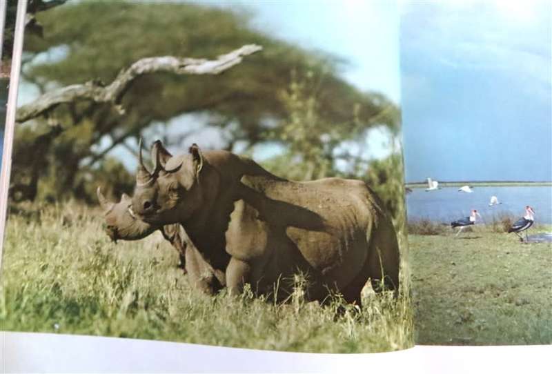 Rhinos belong to Everybody - 1964 hardcover - Bernhard Grzimek