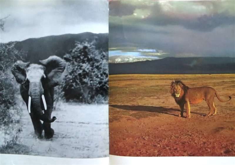 Rhinos belong to Everybody - 1964 hardcover - Bernhard Grzimek