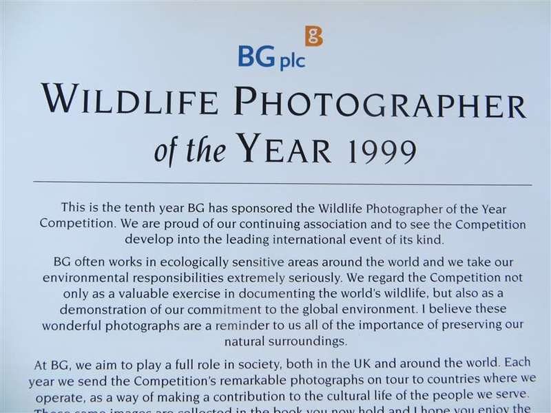 Wildlife Photographer of the Year - Hardcover - Great Pics