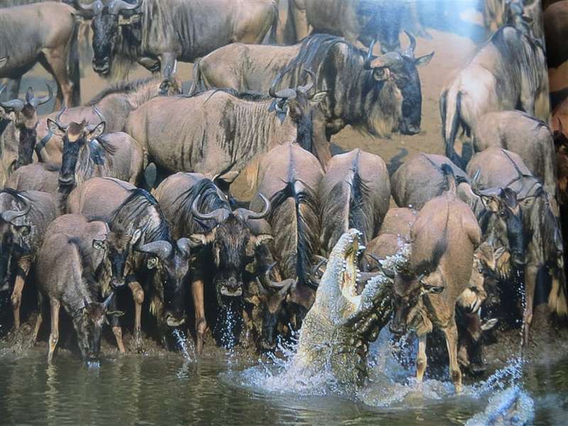 Wildlife Photographer of the Year - Hardcover - Great Pics