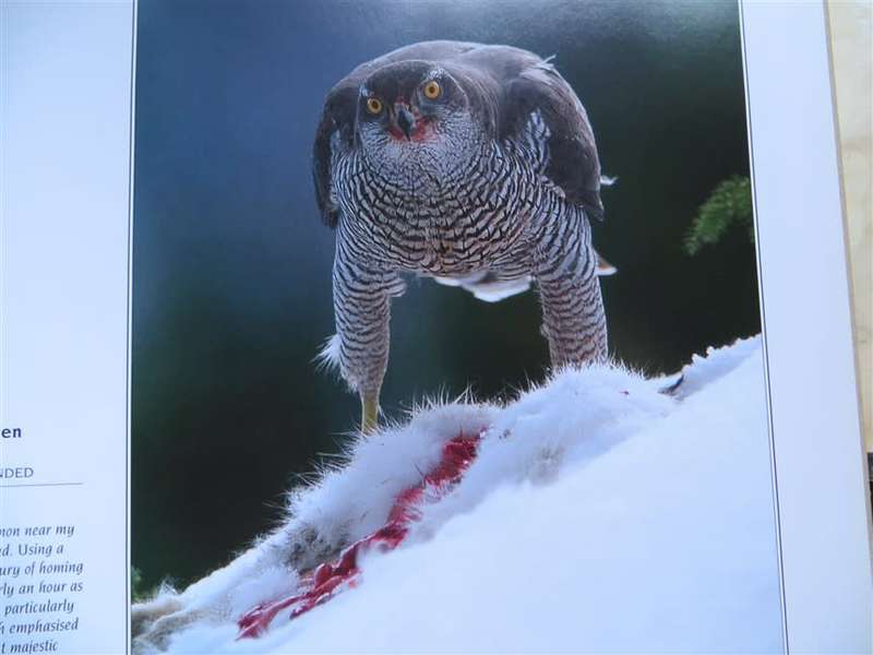 Wildlife Photographer of the Year - Hardcover - Great Pics