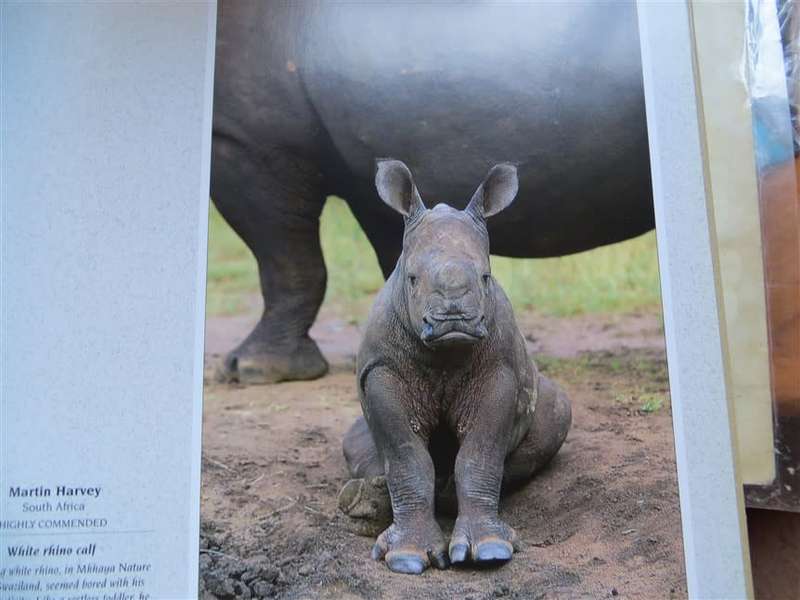 Wildlife Photographer of the Year - Hardcover - Great Pics