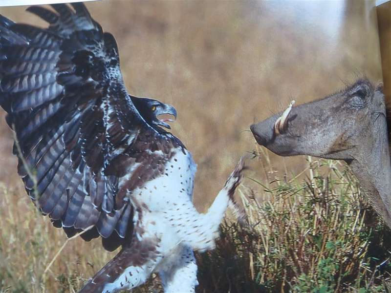 Wildlife Photographer of the Year - Hardcover - Great Pics