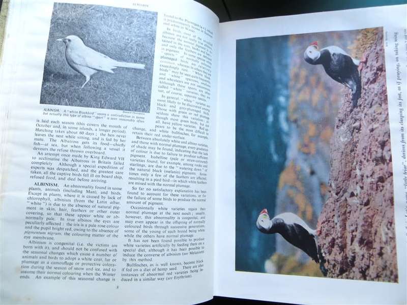 Encyclopedia of British Birds - Ludwig Koch - see water damage