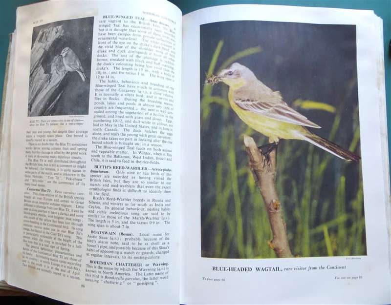 Encyclopedia of British Birds - Ludwig Koch - see water damage