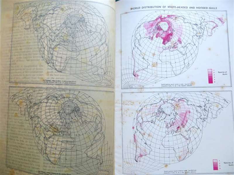Encyclopedia of British Birds - Ludwig Koch - see water damage