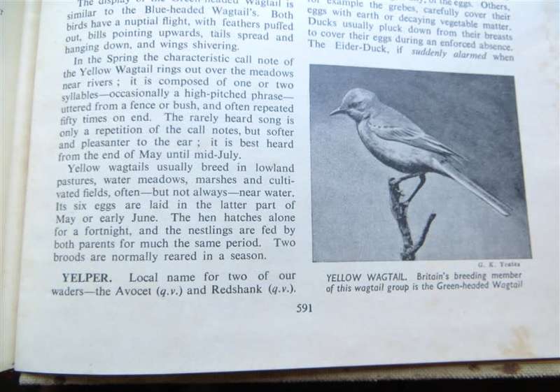 Encyclopedia of British Birds - Ludwig Koch - see water damage
