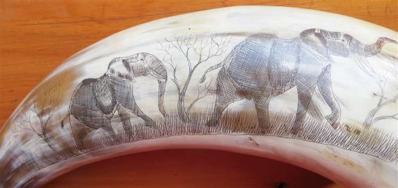 Hand Carved African Nguni Cow Horn - Elephants
