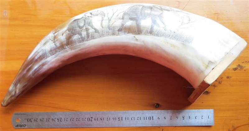 Hand Carved African Nguni Cow Horn - Elephants