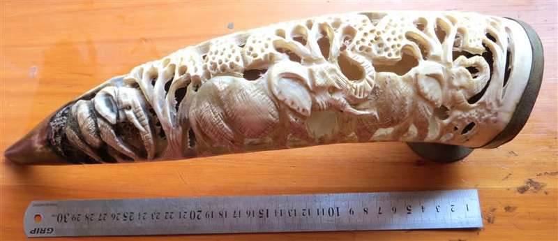 Hand Carved African Nguni Cow Horn - Elephants