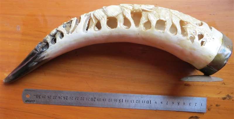 Hand Carved African Nguni Cow Horn - Elephants