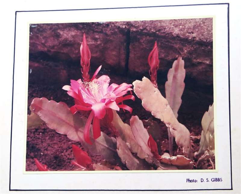 Vintage Original Succulent flower photo 250mmx190mm - D.S Gibbs 1971 - Foxing present