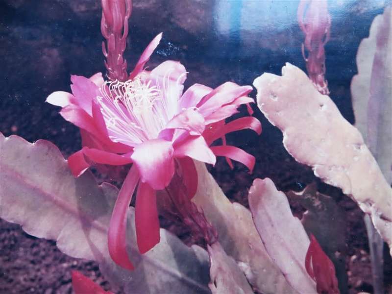 Vintage Original Succulent flower photo 250mmx190mm - D.S Gibbs 1971 - Foxing present