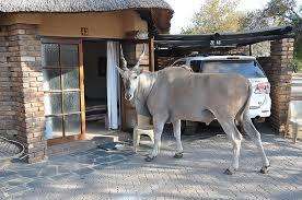 Dikhololo - 7 nights 18 to 25 October 2019 for 4 people