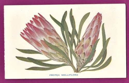 Christmas Card - Northern Cape Society for the Care of Cripples - Protea Melliflora