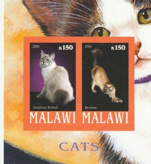 Malawi - 2010 - Cats