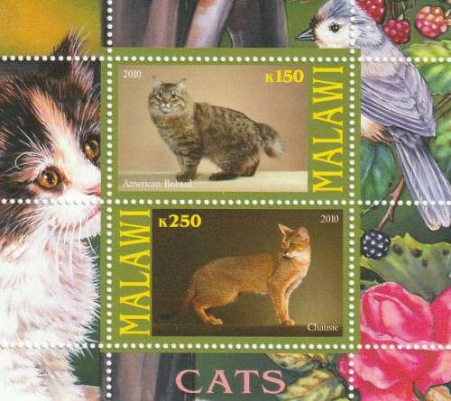 Malawi - 2010 - Cats