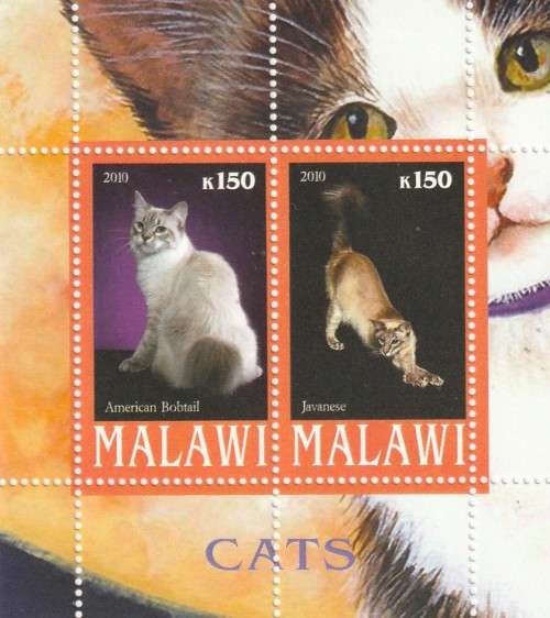 Malawi - 2010 - Cats