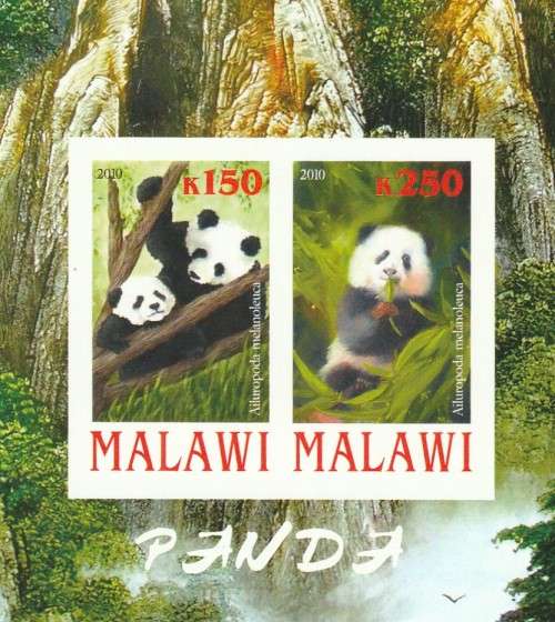 Malawi - 2010 - Panda Bears