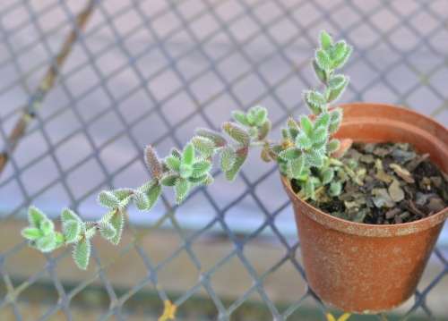 Delosperma Echinatum
