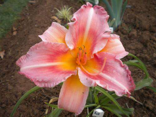 MPL Vanessa daylilies