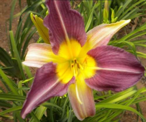 Blue Sheen daylilies
