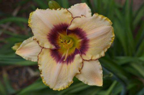 MPL 77 daylilies