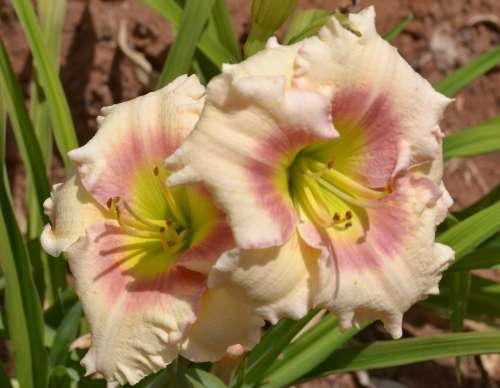 Sweet Sensation daylilies