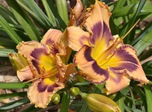 Whistler daylilies