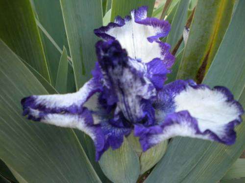 Elsedina Iris