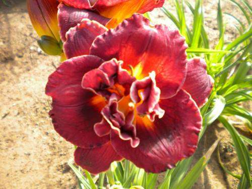 Night Embers daylilies