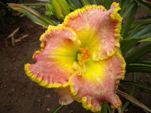 Dr Jerrold Corbett daylilies